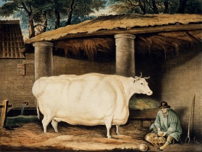 Una novilla de cuernos cortos, grabado por William Ward, Dartington, 1811 de Thomas Weaver