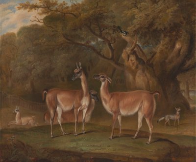 Llamas y un zorro en un paisaje boscoso de Thomas Weaver