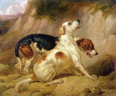 Perros zorro, zorro ido a la tierra de Thomas Woodward