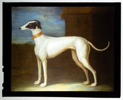 Un galgo favorito de Thomas of Pall Mall Butler