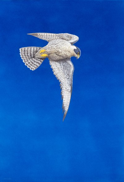 Halcón peregrino de Tim Hayward