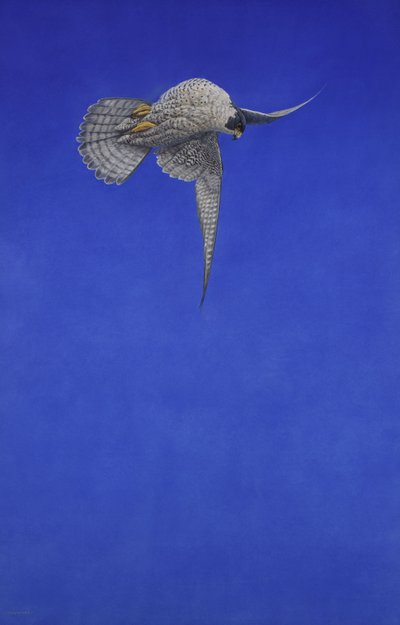 El escalón sacacorchos; Halcón peregrino de Tim Hayward