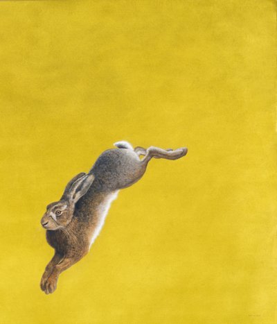 El Salto-Amarillo de Tim Hayward
