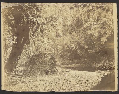[Escena de selva: Vista de una cabaña de hojas de palmera, Istmo de Darién (Panamá)]. de Timothy H. O