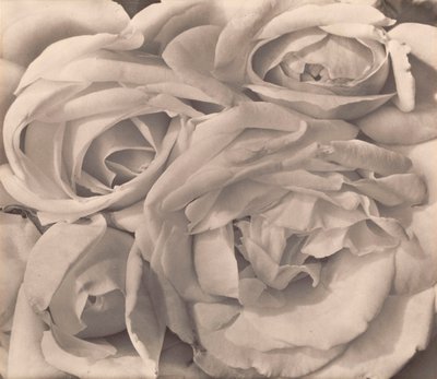Rosas, México de Tina Modotti