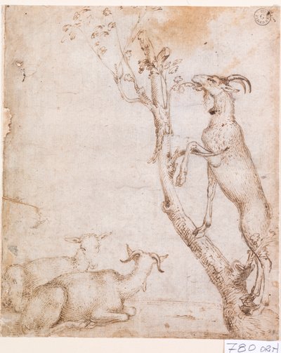 Cabras en los pastos (pluma y tinta sobre papel) de Titian (c.1488 1576)