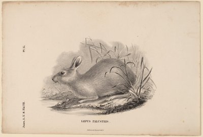 Lepus Palustris de Titian Ramsay Peale