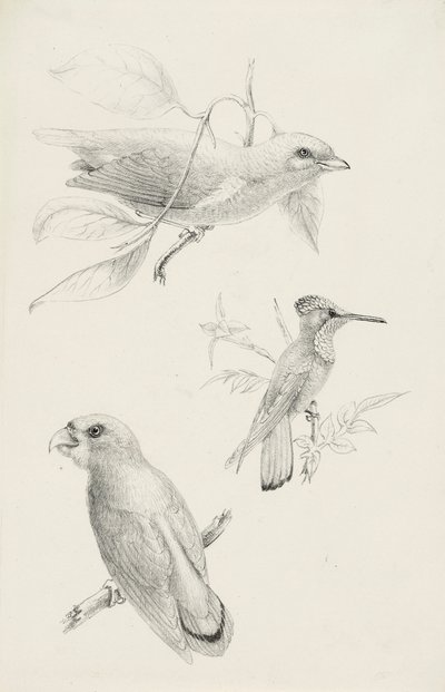 Tres pájaros de Titian Ramsay Peale