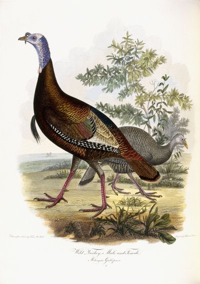 Pavo salvaje, macho y hembra de Titian Ramsey Peale