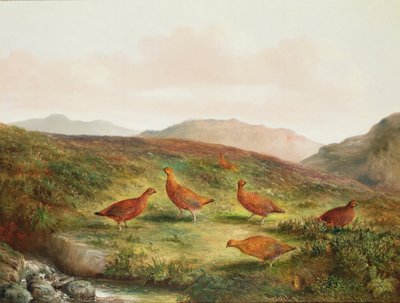 Urogallos en un paisaje de páramo de Tom Hold