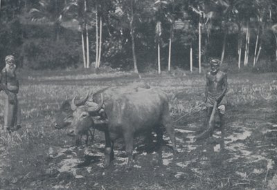 Cultivando arroz, 1924 de Topical Press Agency