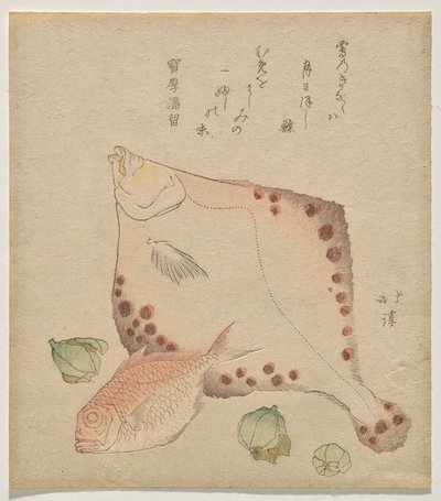 Platija, besugo con fukujus? brotes de Totoya Hokkei