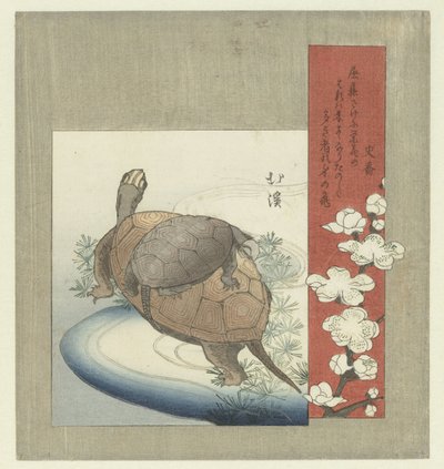 tortugas de Totoya Hokkei