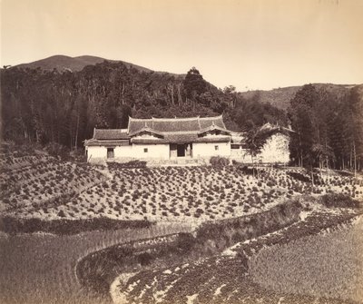 Campo de té y casa de Jos en Peling de Tung Hing.