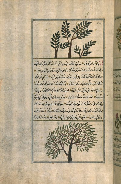 Un Árbol de Incienso sobre un Almendro, según un Tratado de Zakariya ibn Muhammad al-Qazwini de Turkish School