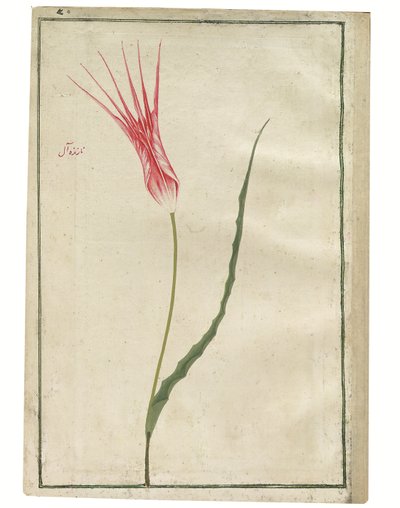 Nazende-Âl" (Carmesí desdeñoso), tulipán rojo y crema, c.1725 (acuarela y dibujo a color) de Turkish School