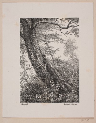 Un tronco de árbol de Ubekendt