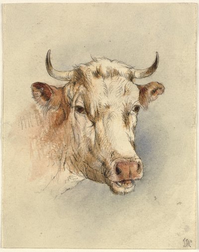 Cabeza de un toro de Ubekendt KKSgb7508 KKSgb7512