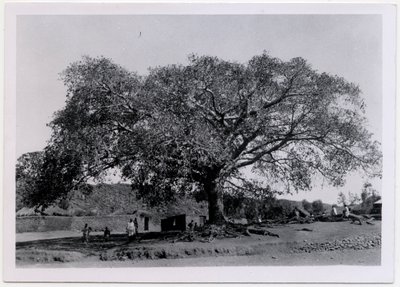 Árbol con una amplia copa extendida frente a la muralla de un pueblo, Axum, Etiopía, fotografía de Ugo Monneret de Villard. de Ugo Monneret de Villard