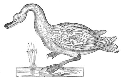Ornithologiae hoc est de avibus historiae libri XII de Ulisse Aldrovandi