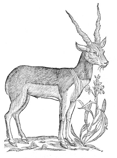 Quadrupedum omnium bisulcorum historia de Ulisse Aldrovandi