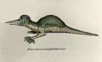 Representación de un dragón marino. Placa de un manuscrito de Historia Natural de Ulisse Aldrovandi (1522-1605) sobre monstruos de Ulisse Aldrovandi