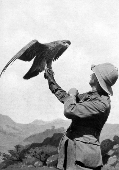 Un oficial británico con un águila dorada domesticada, Salónica, Grecia, Primera Guerra Mundial, 1914-1918, c1920 de Unbekannt