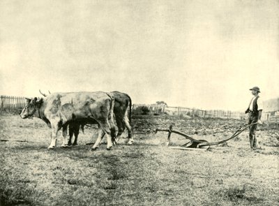 Un equipo de arado de bueyes, 1901 de Unbekannt