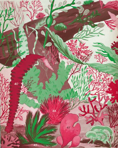 Una colección de más de cincuenta especies de algas rojas, verdes y marrones, 1935 de Unbekannt