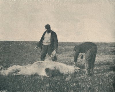 Un oso muerto en la isla de los renos, 21 de agosto de 1893, 1893 1897 de Unbekannt