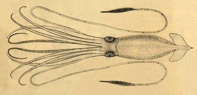 Diagrama del calamar gigante, 1881 de Unbekannt