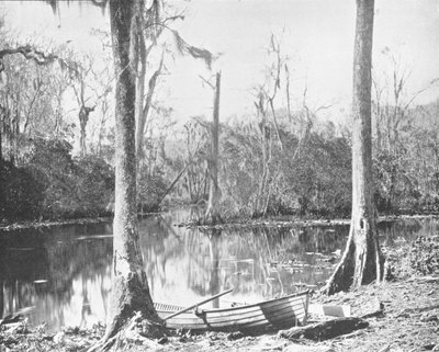 Un afluente del río St. Johns, Florida, EE.UU., c. 1900 de Unbekannt