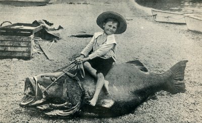 ¡Un corcel pescado! - Un mero negro - peso 363 libras, 1901 de Unbekannt