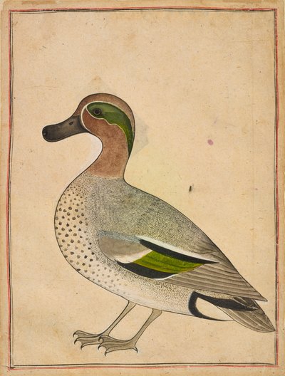Un cerceta de alas verdes, ca. 1730 de Unbekannt