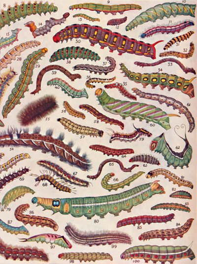 Cien tipos diferentes de orugas de mariposas y polillas, 1935 de Unbekannt