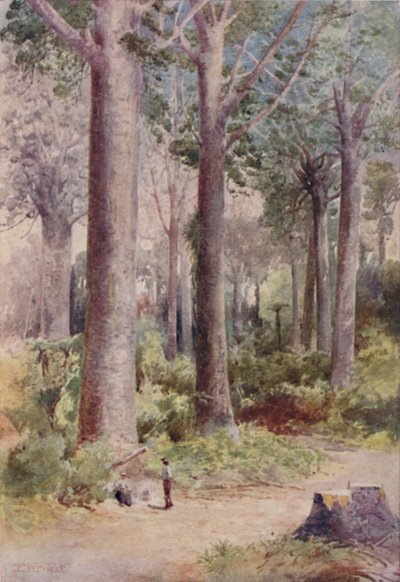 Un bosque de Kauri, 1923 de Unbekannt