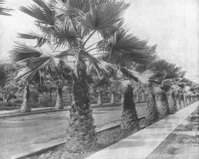 Una Avenida de Palmas en Los Ángeles, California, EE.UU., c1900 de Unbekannt