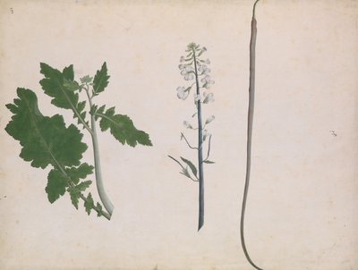 Una Planta de Rábano, Semilla y Flor de Unbekannt