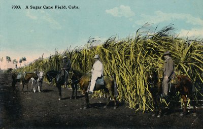Campo de caña de azúcar, Cuba de Unbekannt