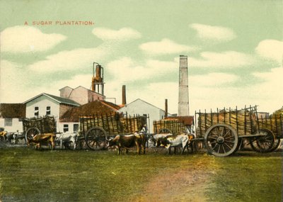 Una plantación de azúcar, Cuba de Unbekannt