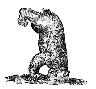 Un oso de pie sobre su cabeza, siglo XIV, 1833 de Unbekannt