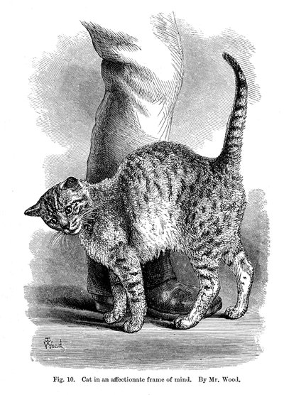 Un gato en estado afectuoso, de La Expresión y Emociones en el Hombre y los Animales, 1872 de Unbekannt