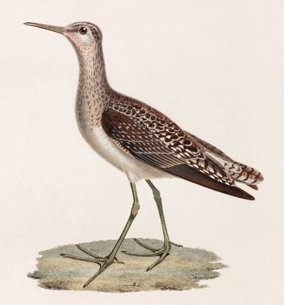 Ilustración en color de un pájaro de Unbekannt
