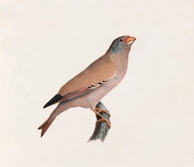 Ilustración a color de un pájaro de Unbekannt