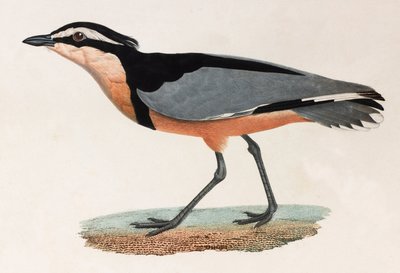 Ilustración a color de un pájaro de Unbekannt