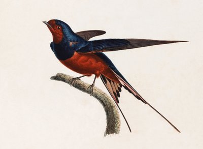 Ilustración a color de un pájaro marrón y azul de Unbekannt