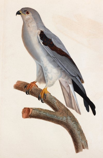 Ilustración en color de un pájaro gris de Unbekannt
