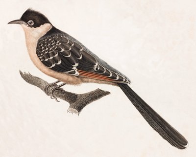 Ilustración en color de un pájaro gris de Unbekannt