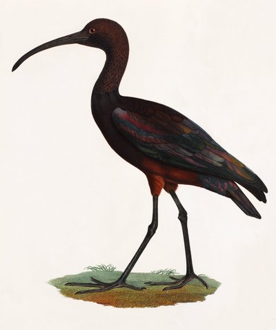 Ilustración a color de un pájaro de pico largo de Unbekannt