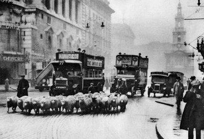 Un rebaño de ovejas en el Strand, Londres, 1926-1927 de Unbekannt